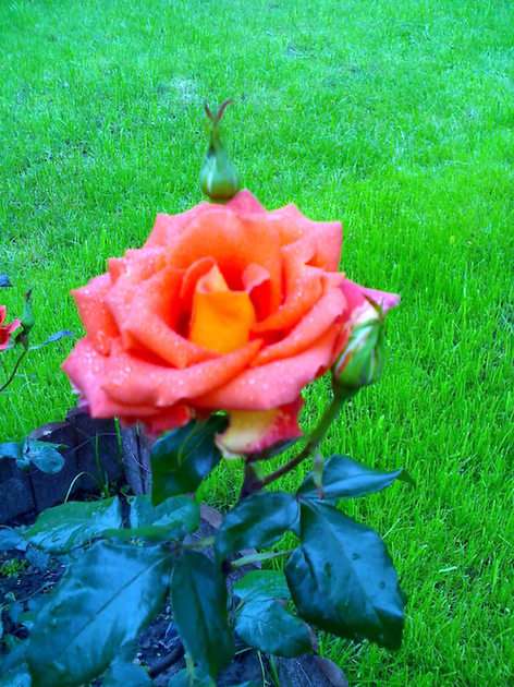 Róża na trawniku puzzle online ze zdjęcia