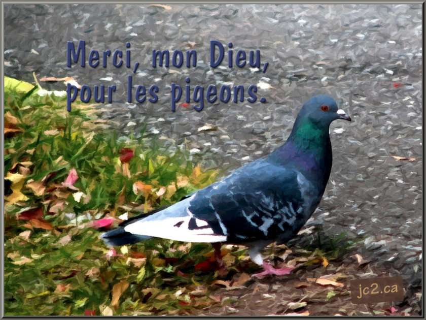 Les pigeons puzzle online