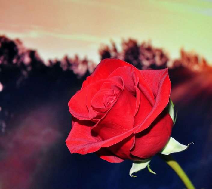 czerwona róża puzzle online