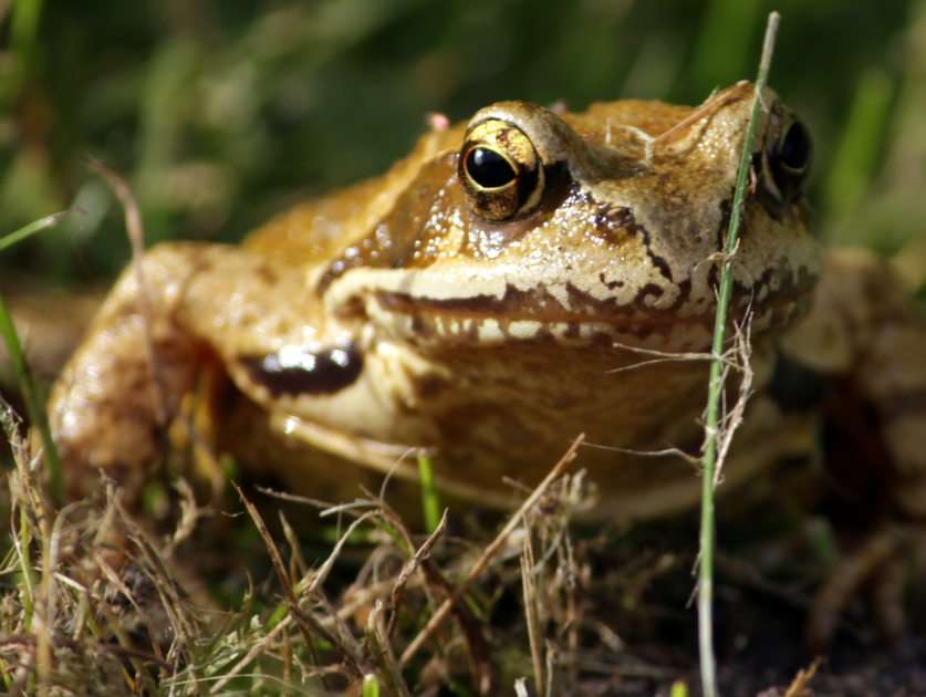 Dlaczego żaba jest najmądrzejsza? puzzle online ze zdjęcia