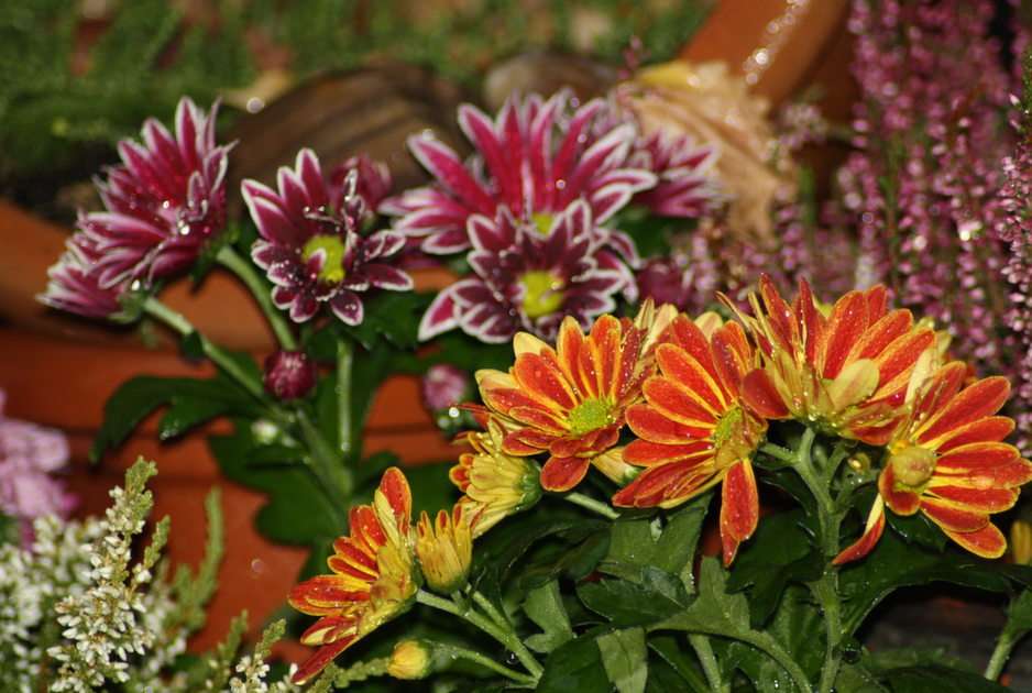 jesienne kwiaty puzzle online ze zdjęcia