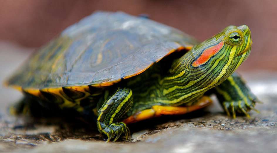 Żółw czerwonolicy puzzle ze zdjęcia