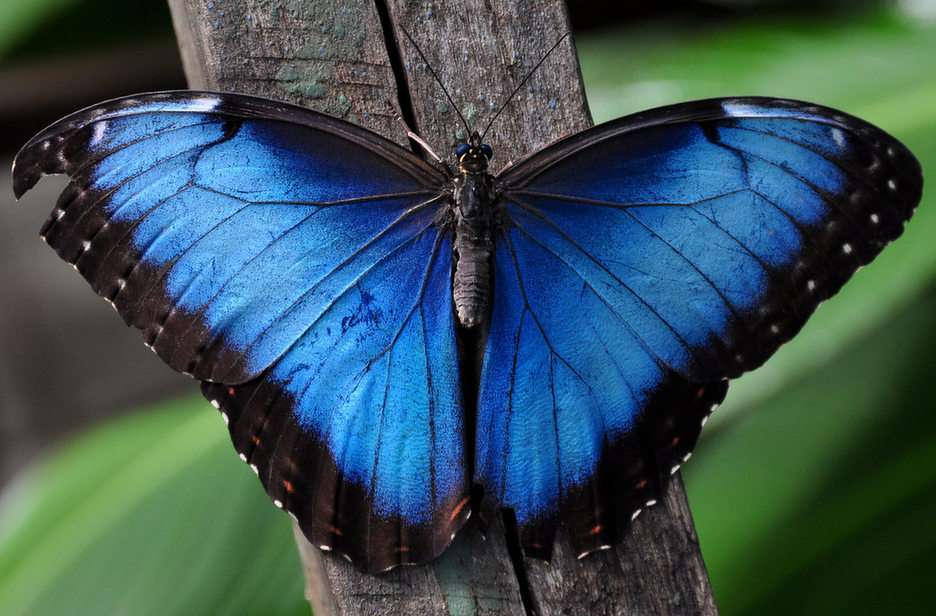 niebieski motyl puzzle