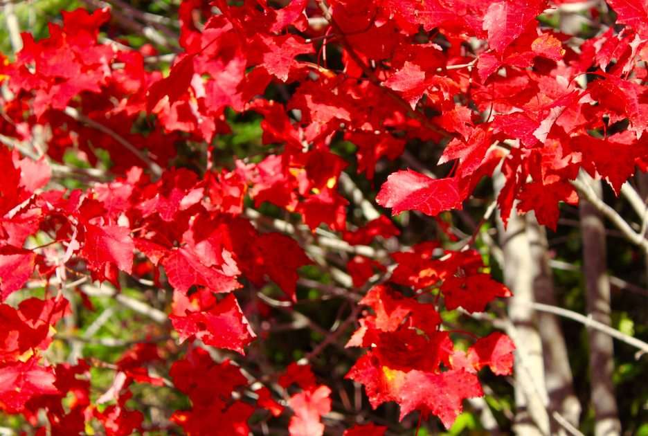 Kolory jesieni w Kanadzie puzzle online ze zdjęcia