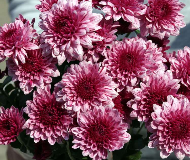 kwiaty puzzle online ze zdjęcia