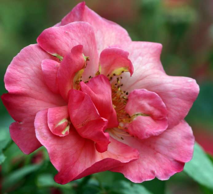 róża puzzle online ze zdjęcia