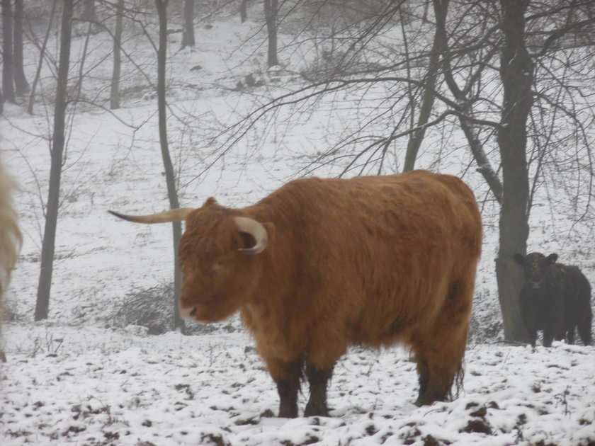 Highland Cattle puzzle online ze zdjęcia