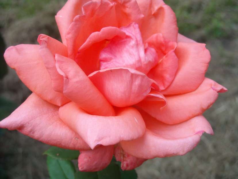 róża różowa puzzle online