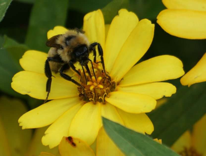 Pracowita pszczółka puzzle online