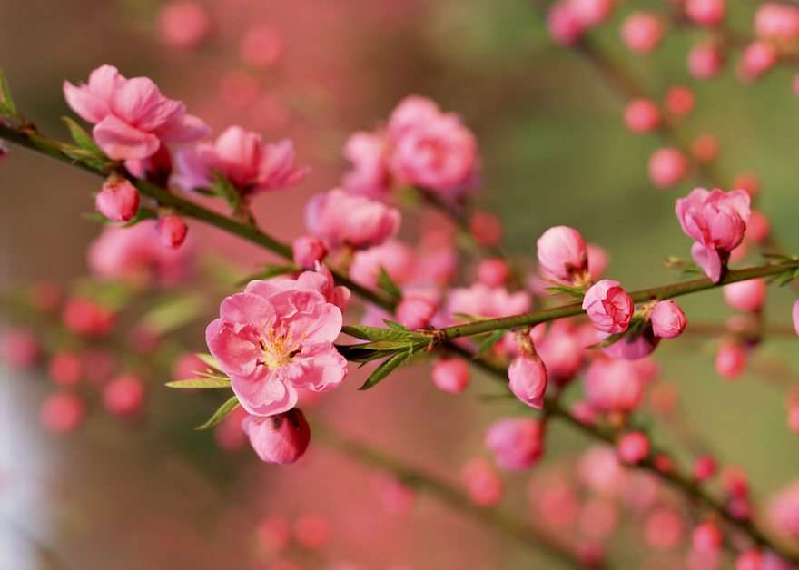 Brzoskwiniowy kwiat puzzle online ze zdjęcia