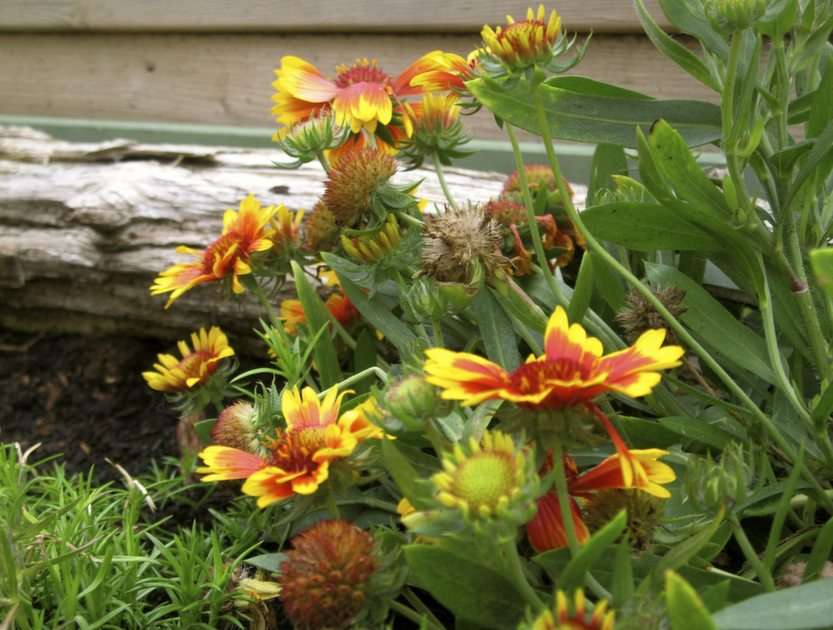 kwiaty ogrodowe puzzle online ze zdjęcia