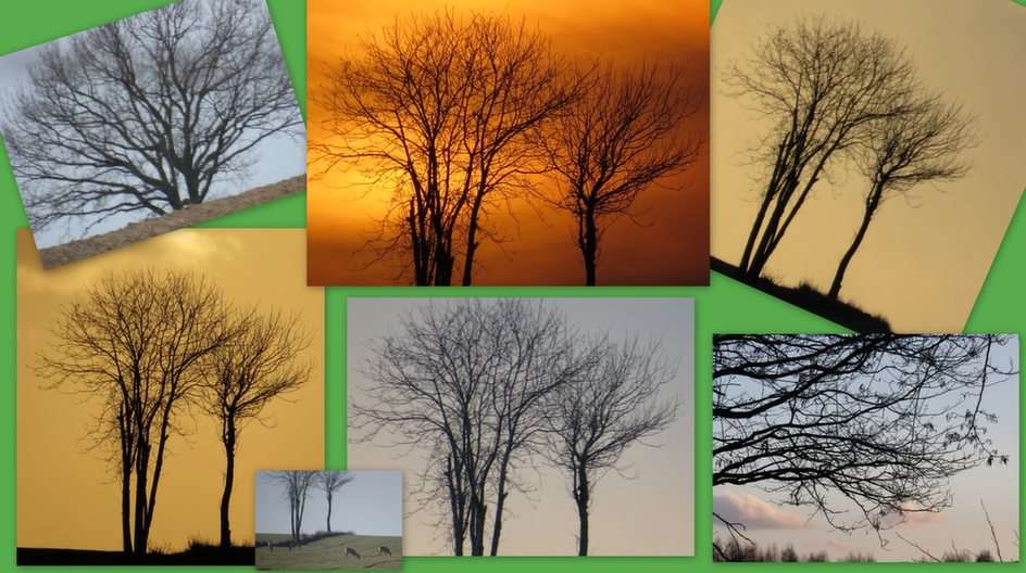 Collage - drzewa puzzle online ze zdjęcia