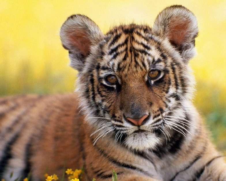 Tiger Cub puzzle ze zdjęcia