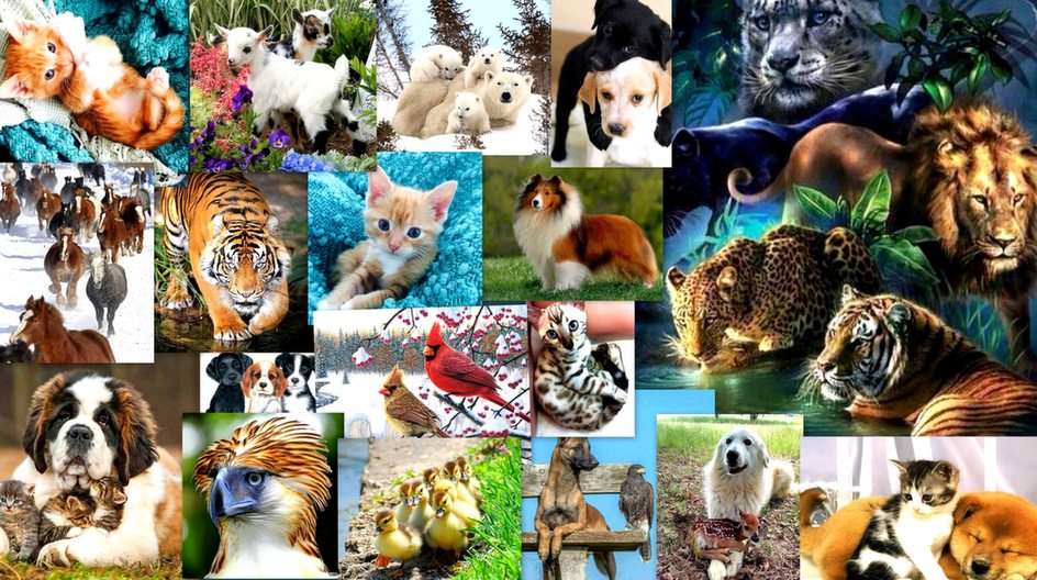 Fauna puzzle online ze zdjęcia