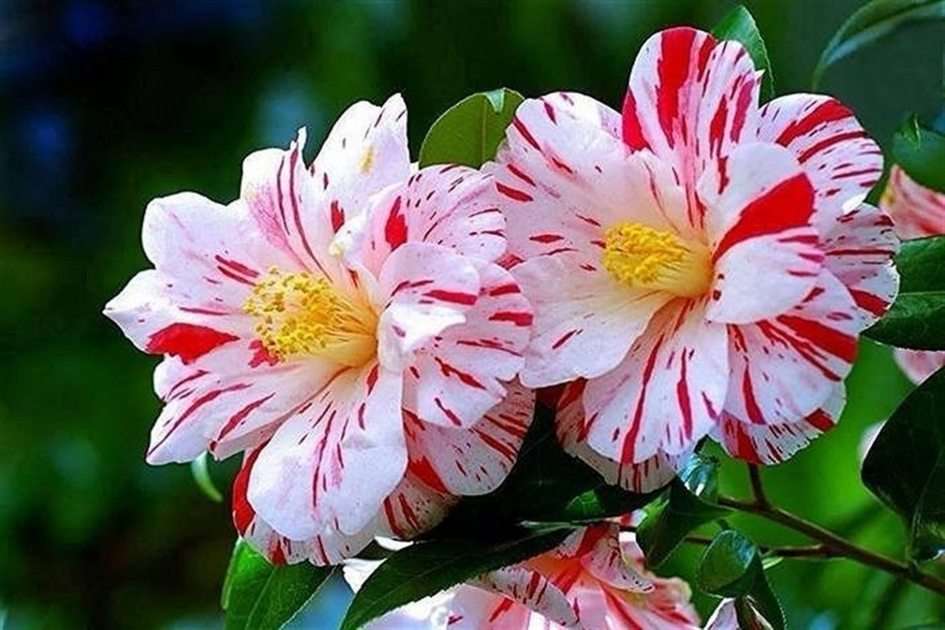 Kolorowe Kwiatki puzzle online