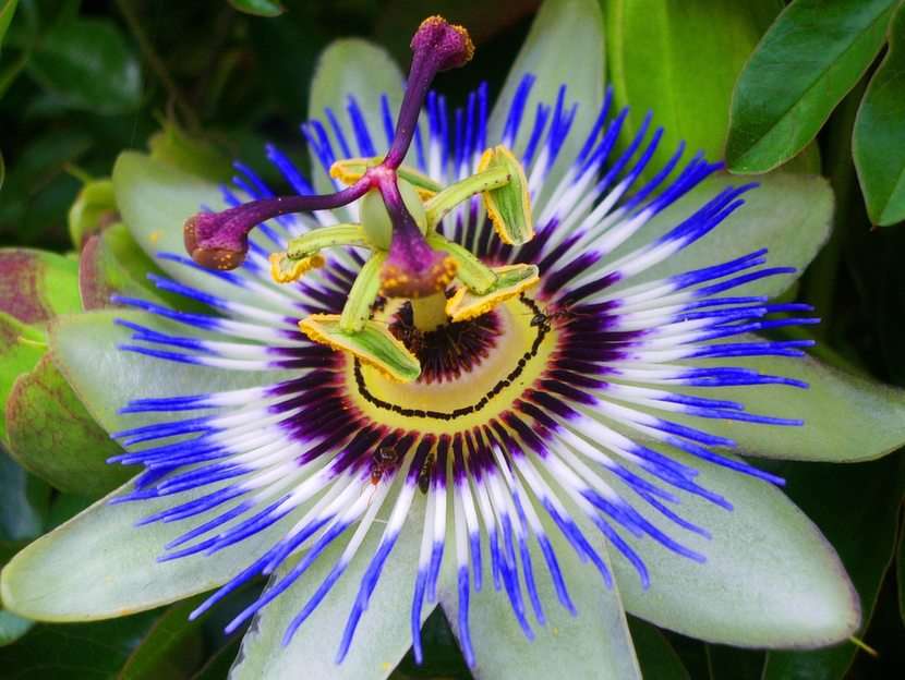 Egzotyczny kwiat puzzle online ze zdjęcia