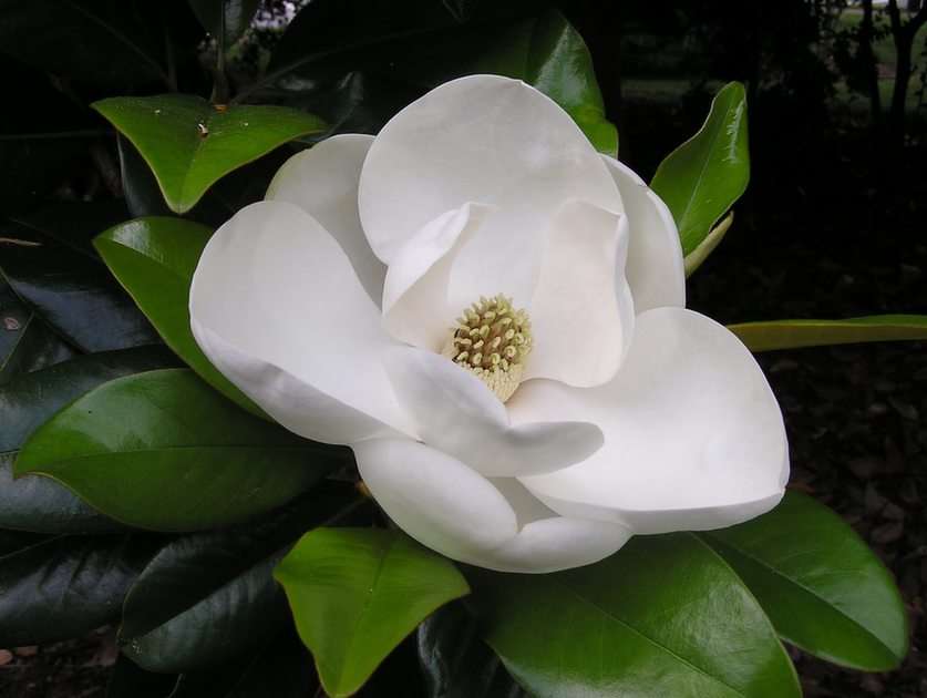 Magnolia Biała puzzle online