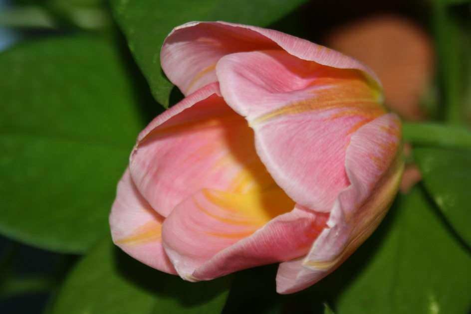 tulipan puzzle online ze zdjęcia