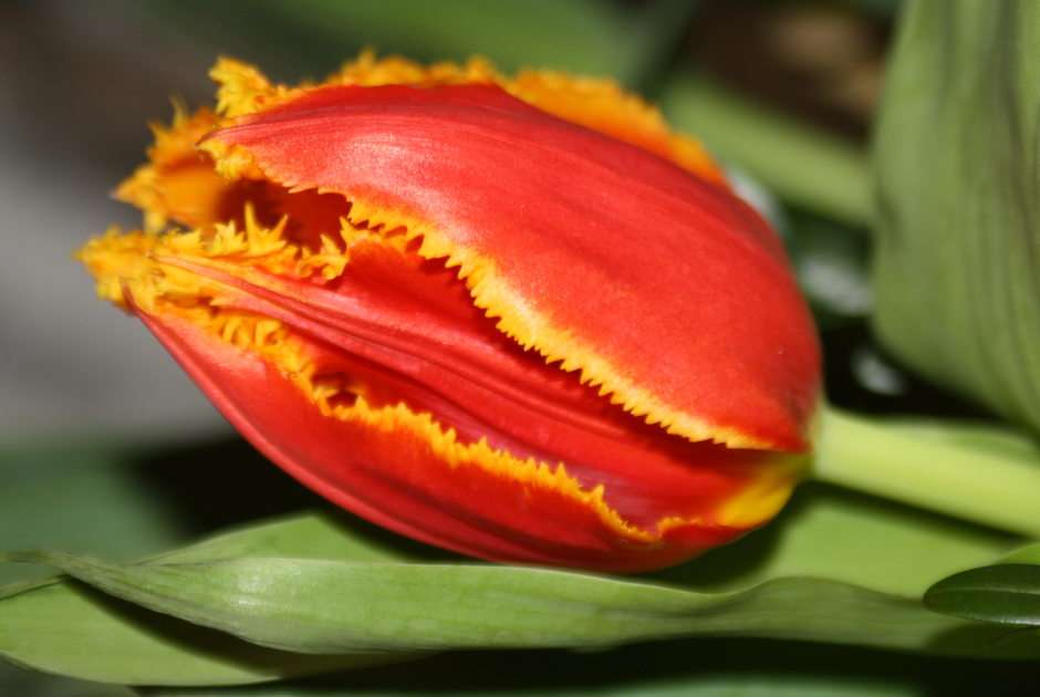 tulipan puzzle online