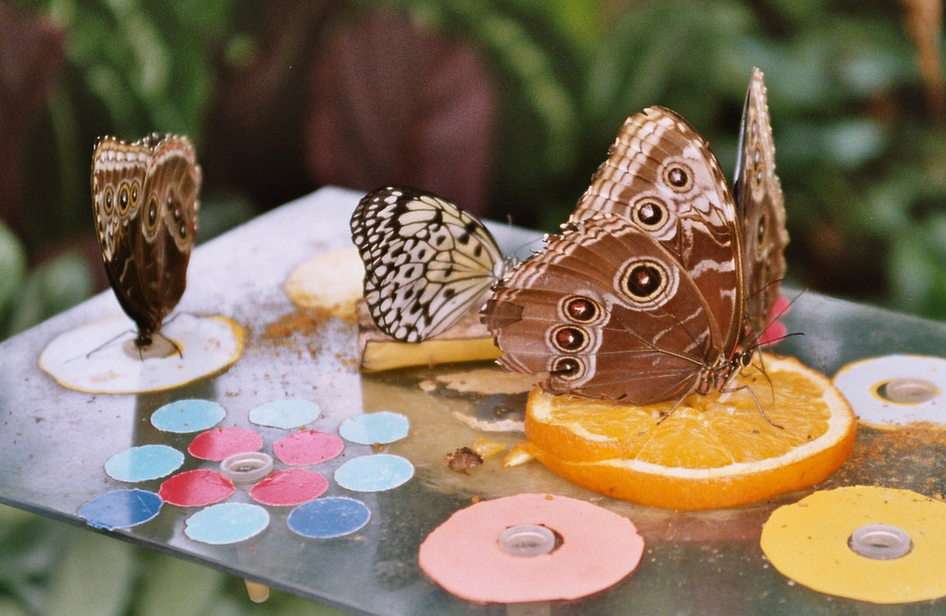 Schmetterlinge puzzle online