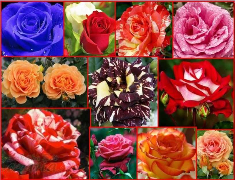 Róże puzzle online ze zdjęcia