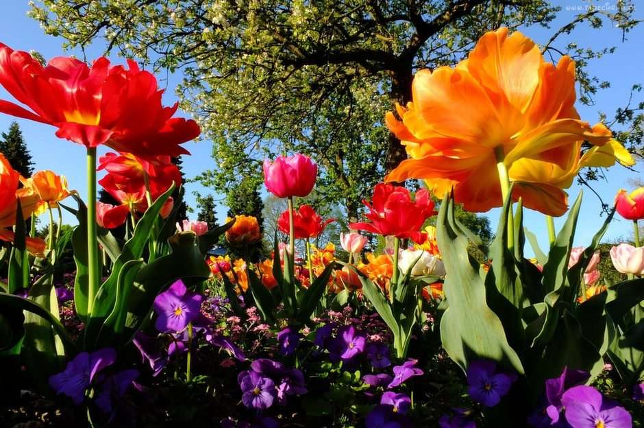 tulipany bratki puzzle online ze zdjęcia