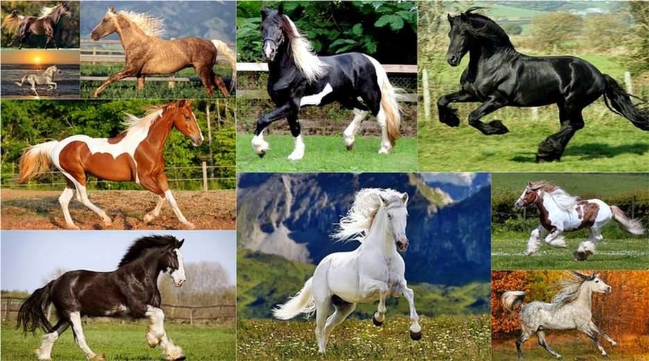 Konie-piękno w czystej postaci puzzle online