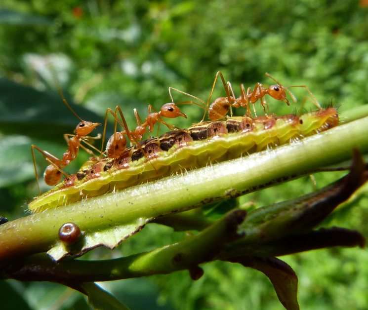 La fábula de la hormiga y la oruga puzzle online ze zdjęcia