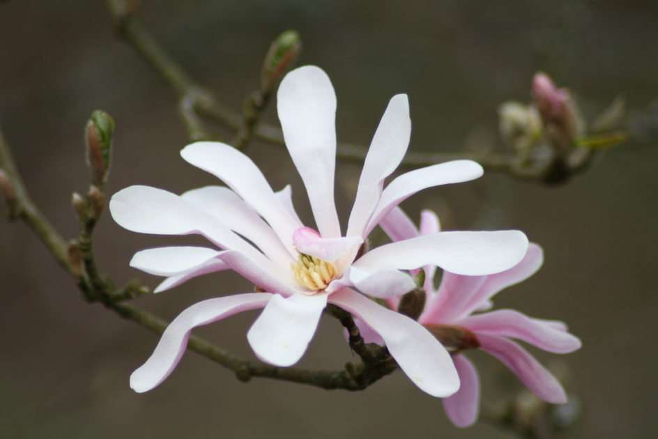 magnolia puzzle online ze zdjęcia