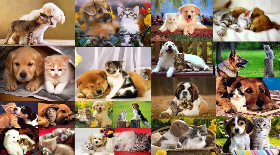 Pieski i kotki puzzle online ze zdjęcia