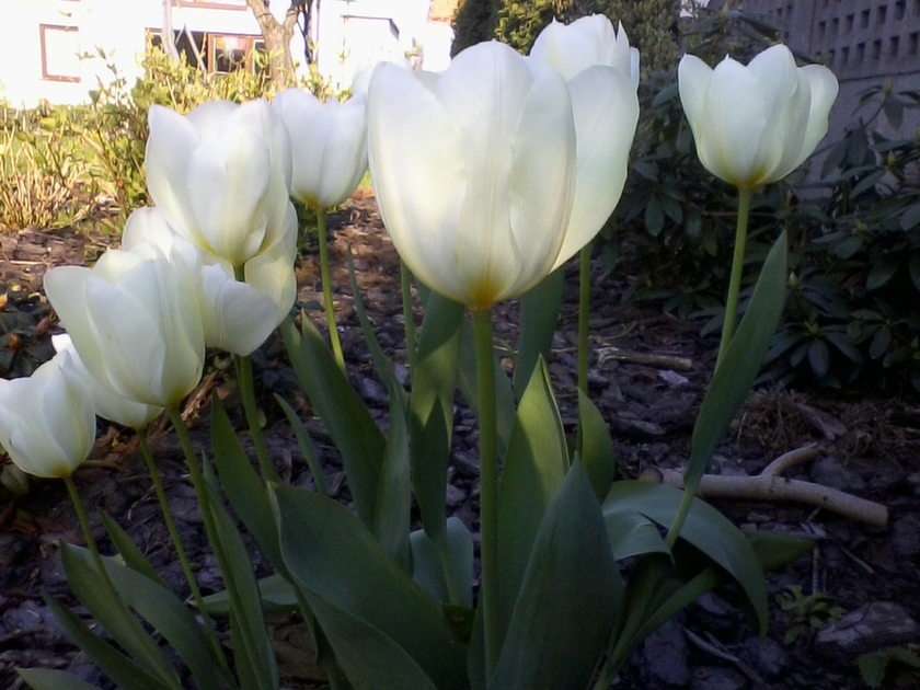 Białe tulipany puzzle online ze zdjęcia
