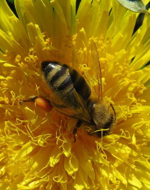 Pszczoła puzzle online ze zdjęcia