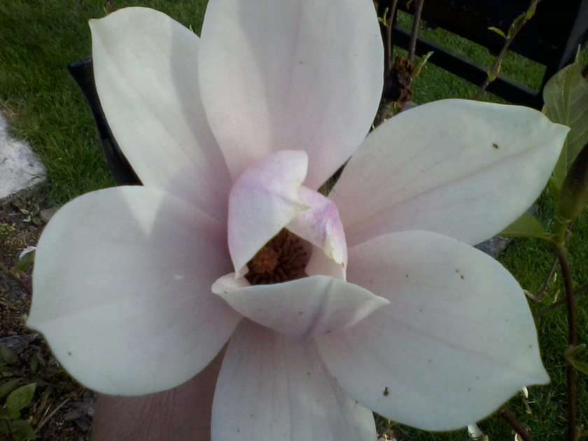 Kwiat magnoli puzzle