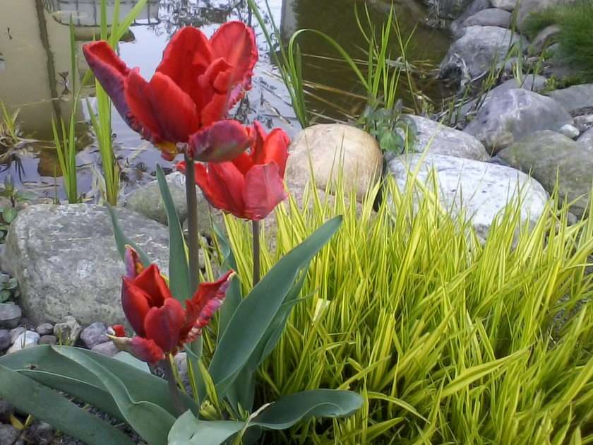 Tulipany czerwone puzzle online ze zdjęcia