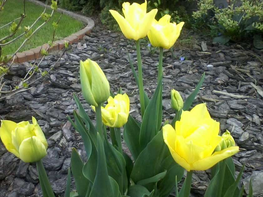 Tulipany żółte puzzle online