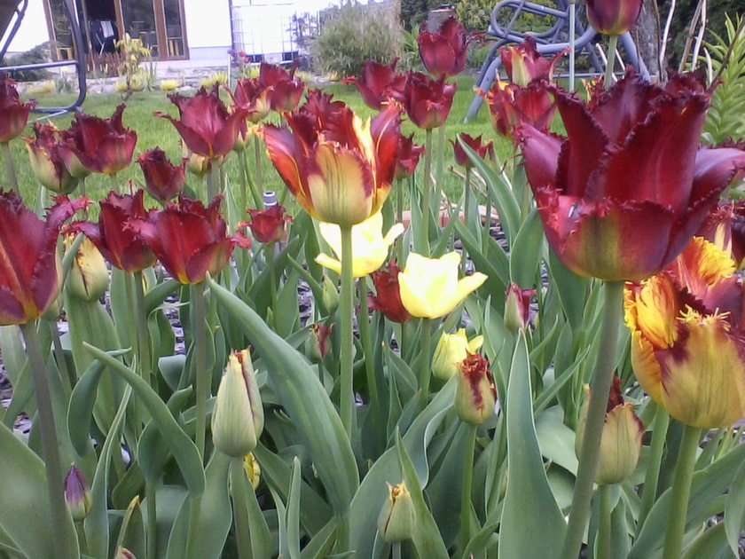 Kępa tulipanów puzzle online ze zdjęcia
