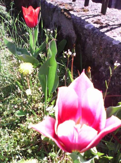 tulipany puzzle online ze zdjęcia