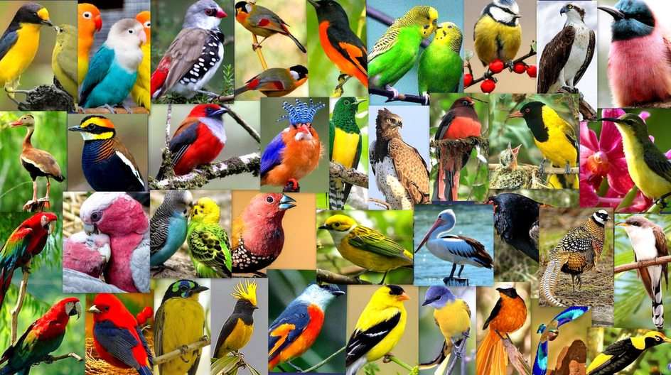 Ptaszki puzzle online ze zdjęcia