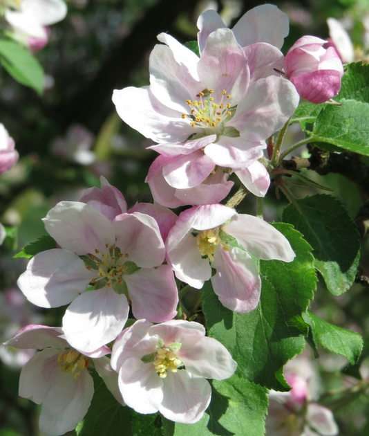 Kwiaty jabłoni puzzle online