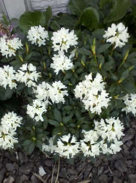 Bialy rododendron puzzle online