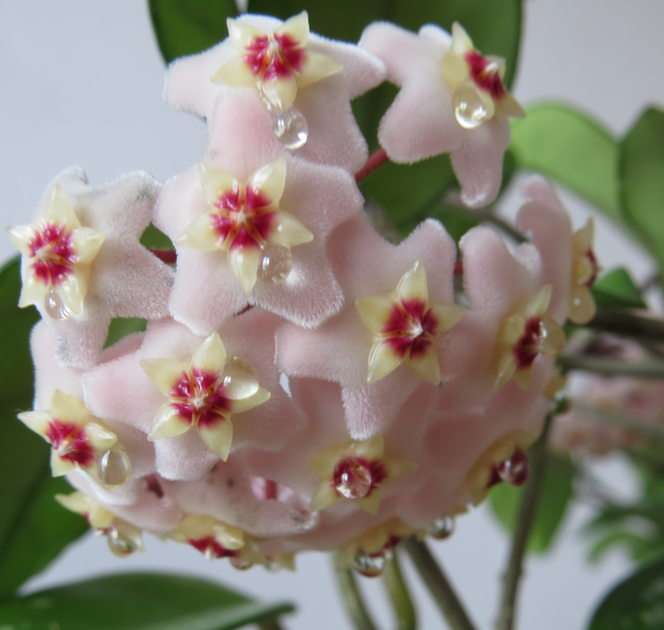 Kwiaty woskownicy puzzle online