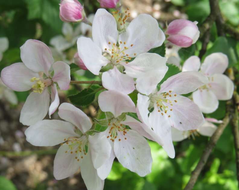 Jabłoń w maju puzzle ze zdjęcia