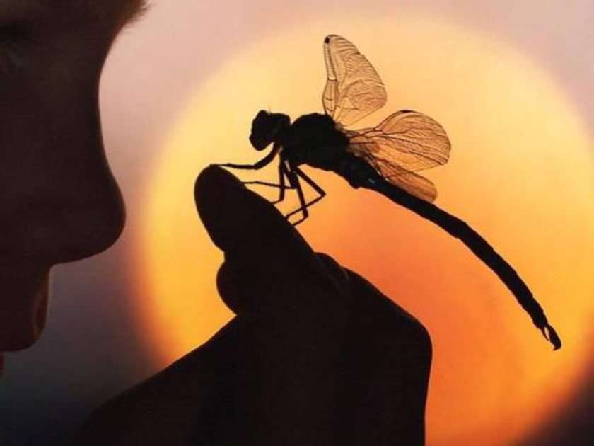 Insecto puzzle online ze zdjęcia