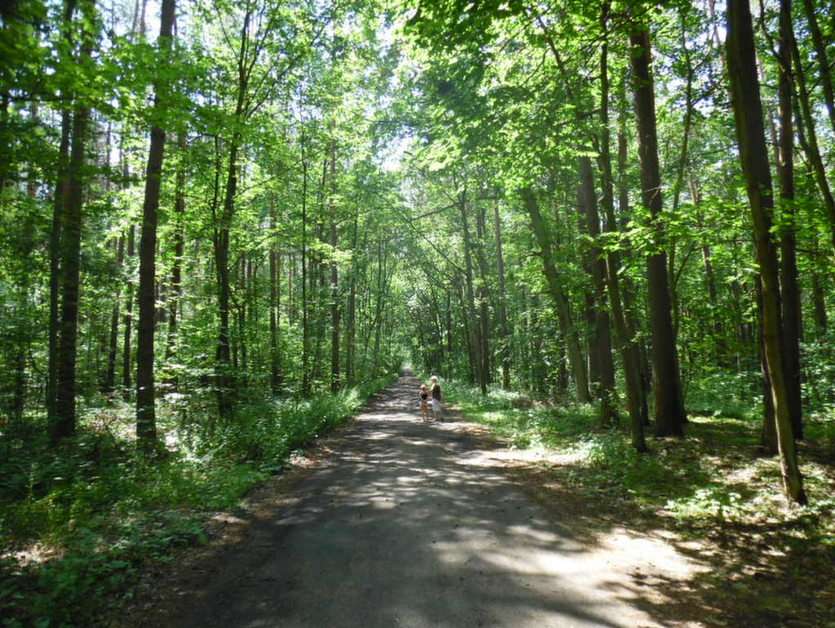 spacer w lesie puzzle online ze zdjęcia