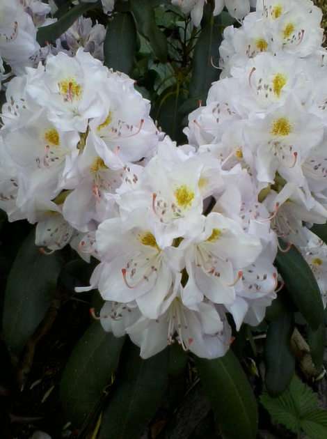 Kwiaty rododendrona puzzle online