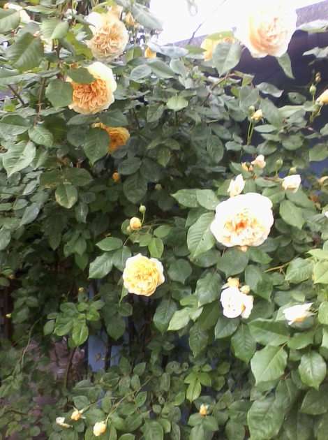 Róża pnąca puzzle online ze zdjęcia