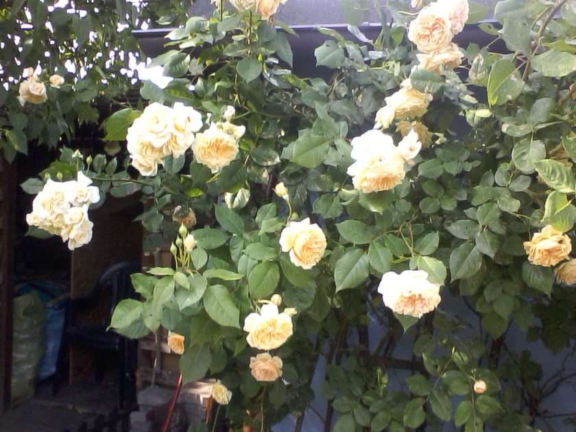 Róża pnąca puzzle online ze zdjęcia