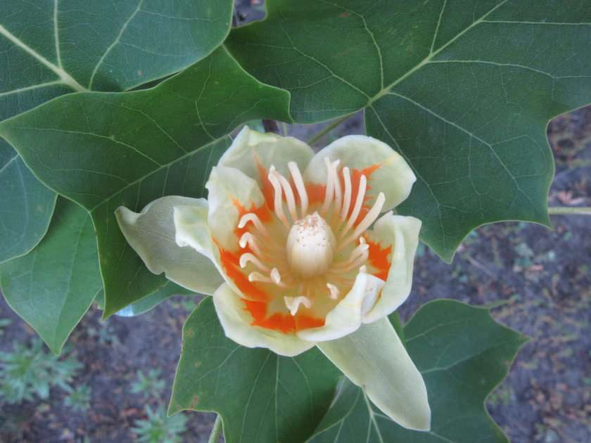 kwiat tulipanowca puzzle online ze zdjęcia