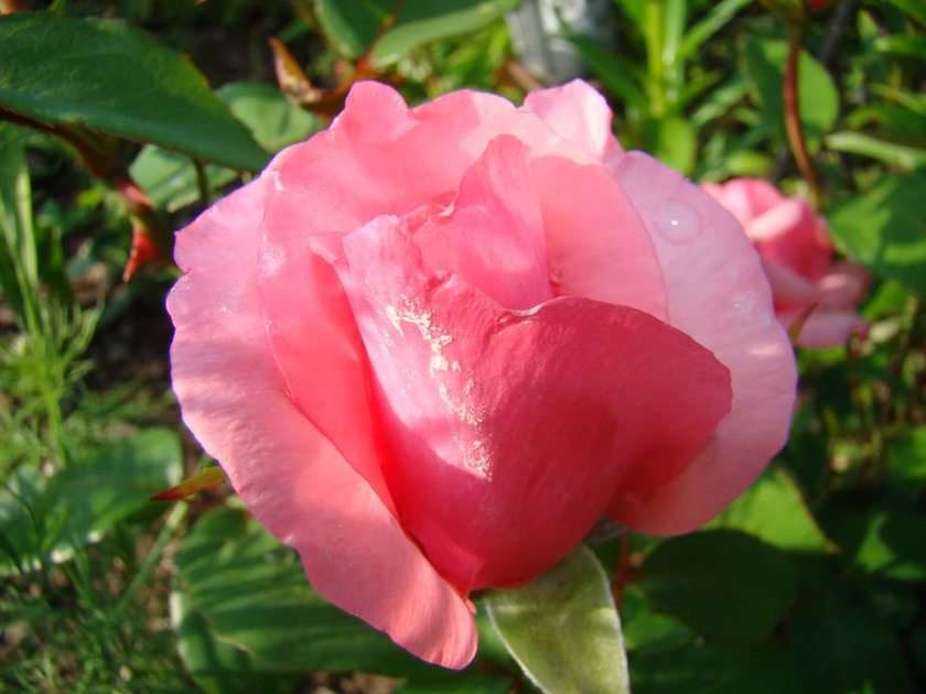róża puzzle online ze zdjęcia