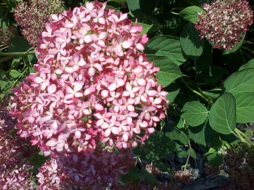 Kwiaty  hortensji puzzle online